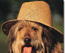 Hund-hut