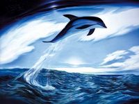 9026-delphin