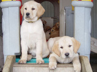 D_pups_crop_bl