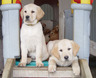 D_pups_crop_bl