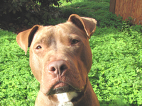 Rocco