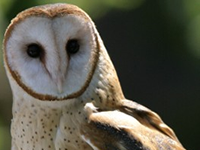 Lindsay_owl