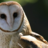 Lindsay_owl