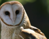 Lindsay_owl