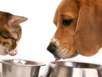 Cat-dog-eating
