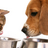 Cat-dog-eating