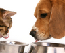 Cat-dog-eating