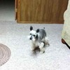 Gunnie