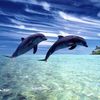 Netanis S.
