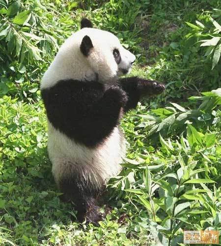 Kung