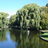 Boston Common And Public Garden