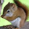 Squirrel_baby_thumb