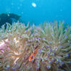 Pink-anemonefish-white-rock_thumb