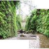 Fern-canyon_thumb
