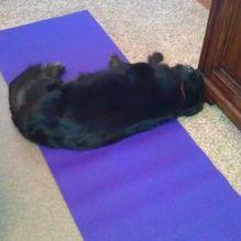 Yoga_dog_sports_card