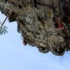 Dsc_0726_thumb