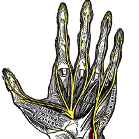 Core Anatomy for Medical Students