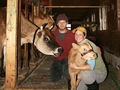 Cow_600_small