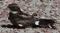 Common_nighthawk_small
