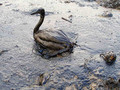 Bird_small