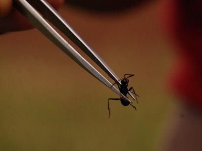 Caption: SAfari ant