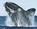 Rightwhalepix_small