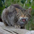 Cat_thumb_small
