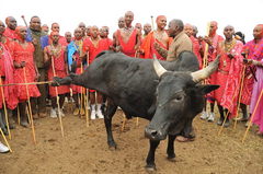 Caption: Catching the sacred bull, Credit: Peter Greste