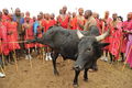 Bull_small_small