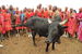 Caption: Catching the sacred bull, Credit: Peter Greste