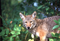 Coyote1_small