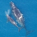Right_whale_thumb_small