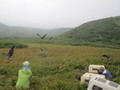 Flyingfree_small