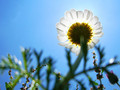 160893800_3ac2ee6594_m_small