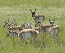 Caption: Pronghorn on the Marfa Plateau. , Credit: Mike Sullins/TPWD