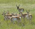 Pronghorn_small