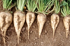 Caption: Sugar Beets, Credit: Don Morishita