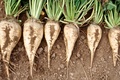 Beet_roots_small