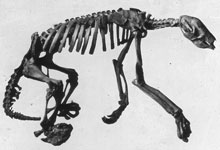 Caption: Skeletal remains of a Shasta ground sloth., Credit: The Jesse Earl Hyde Collection, Case Western Reserve University
