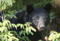 Caption: A black bear in Big Bend National Park., Credit: Cindy Callahan, courtesy of National Park Service