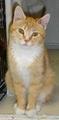 Toughkittyweb050331_small