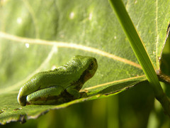 Caption: Tree Frog, Credit: Heidi Bakk-Hansen on Flickr