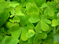 Shamrocks_small