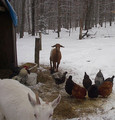 Goat_and_chickens_by_bryanalexander_on_flickr_small