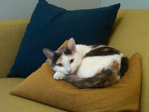 Caption: Olive the cat