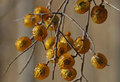 Soapberries-small_small