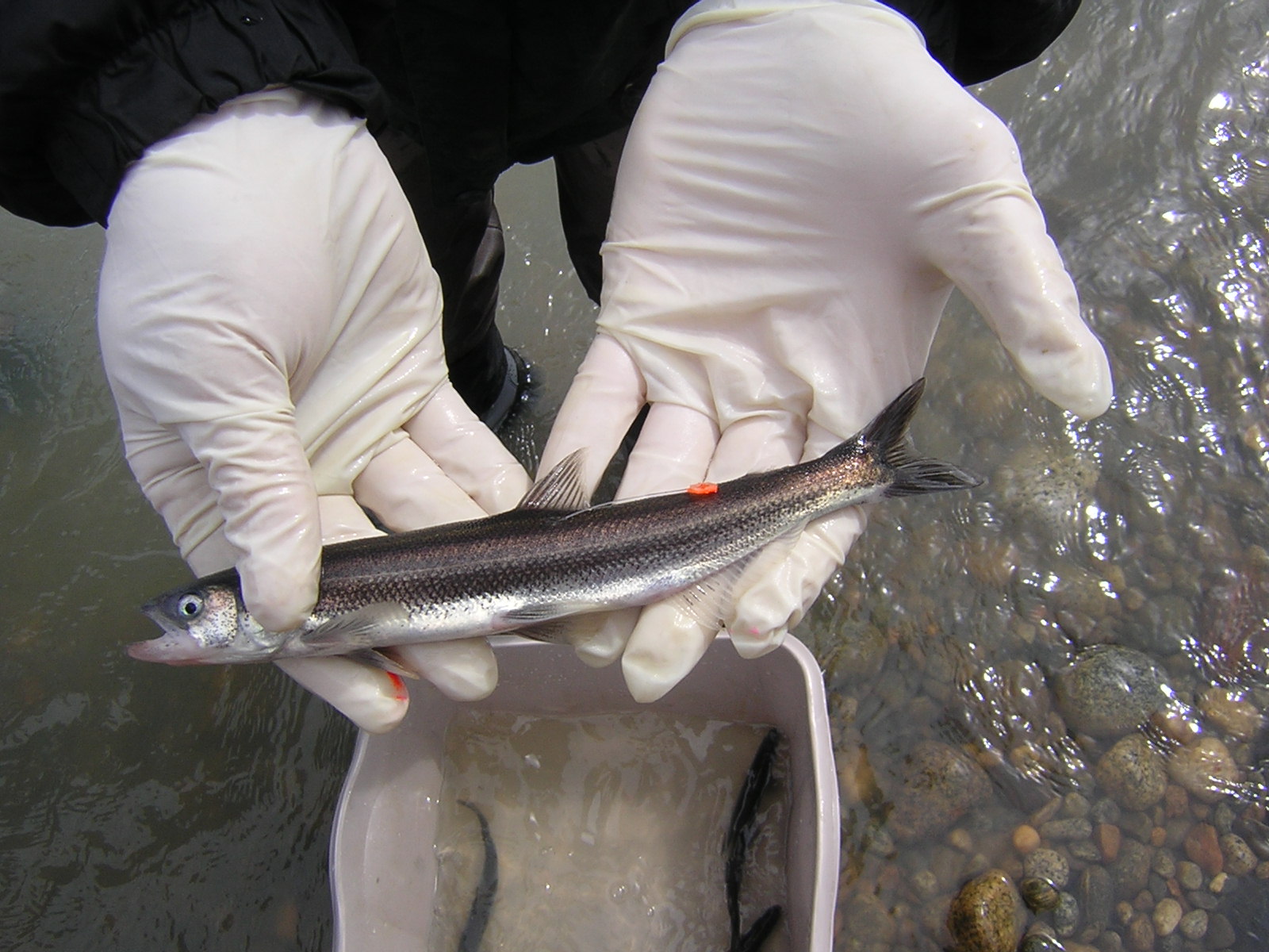 Caption: A hooligan, freshly tagged in Berners Bay, Alaska, Credit: John Ryan / KTOO-FM