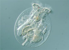 Caption: Testudinella patina, Credit: T. Schröder, R.L. Wallace, E. Walsh