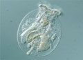 Testudinella-patina-sm_small