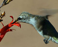 Hummingbird-pollination-sma_small